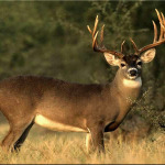 Arkansas Wildlife Feed