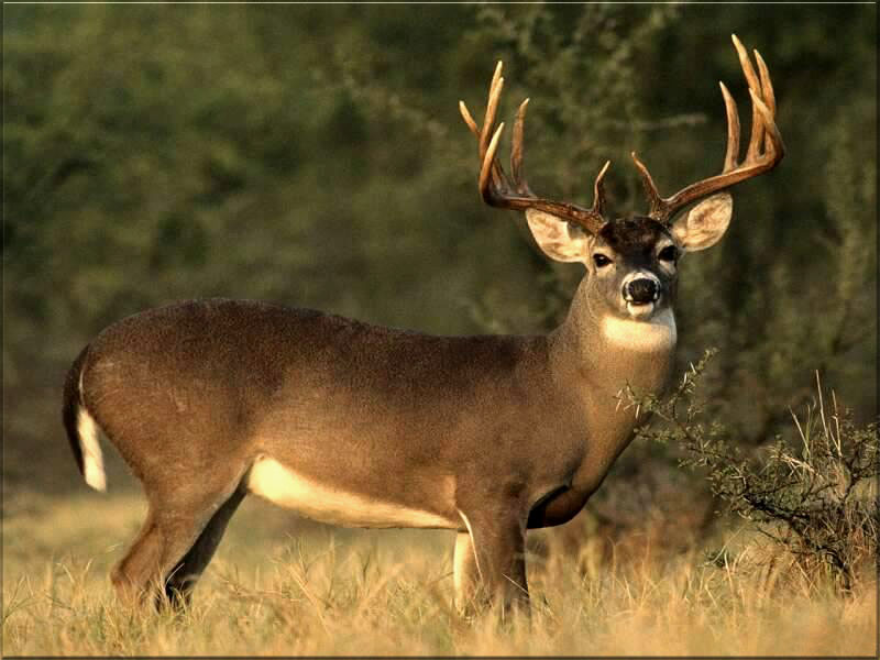 Arkansas Wildlife Feed