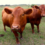 Arkansas Cattle Feed and Supplies